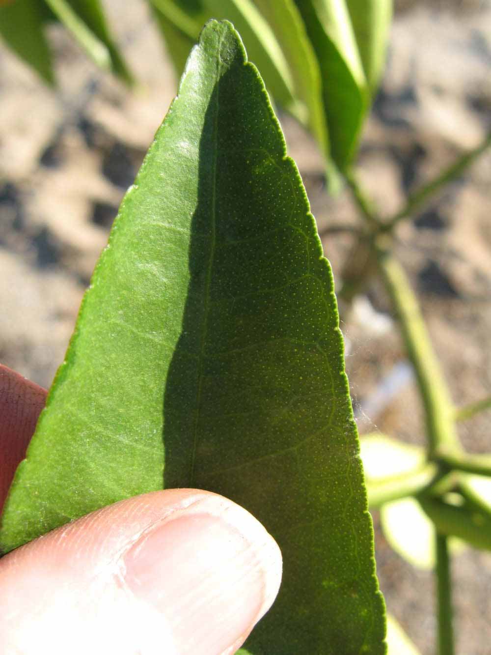              Margin (Winter Haven, FL)       